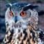 gryning